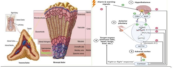 Comparison of Blood Sugar Changes during Orthopedic Surgeries in Patients under Spinal Anesthesia and General Anesthesia: A Systematic Review 