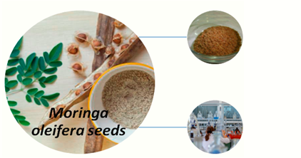 Phytochemical and Anti-Microbial Analysis of Metabolites in seeds of Moringa oleifera grown in Nigeria 