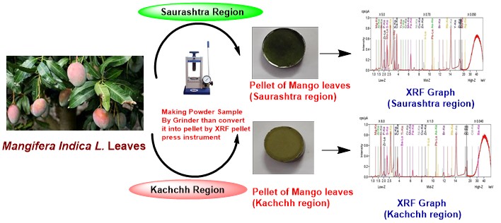 Comparative Energy Dispersive X- Ray Fluorescence Analysis of Mangifera Indica L. Leaves In the Locality of Kachchh and Saurashtra 