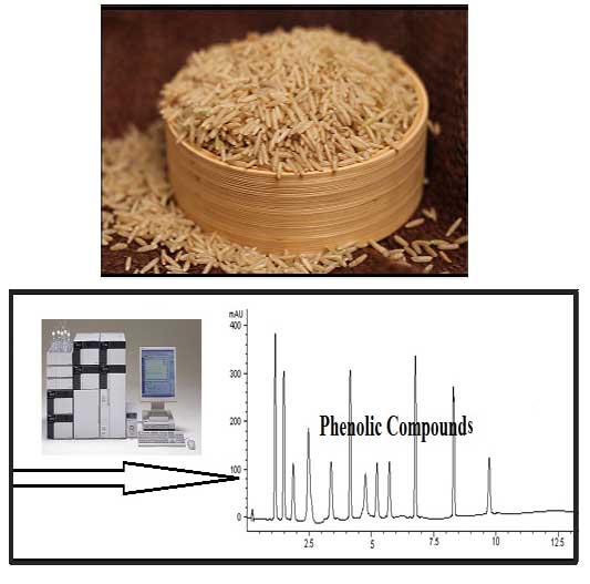 Determination of Important Phenolic Compounds in Pakistani Brown Rice Varieties in Controlled, Germinated and Fermented Conditions by High Performance Liquid Chromatography 